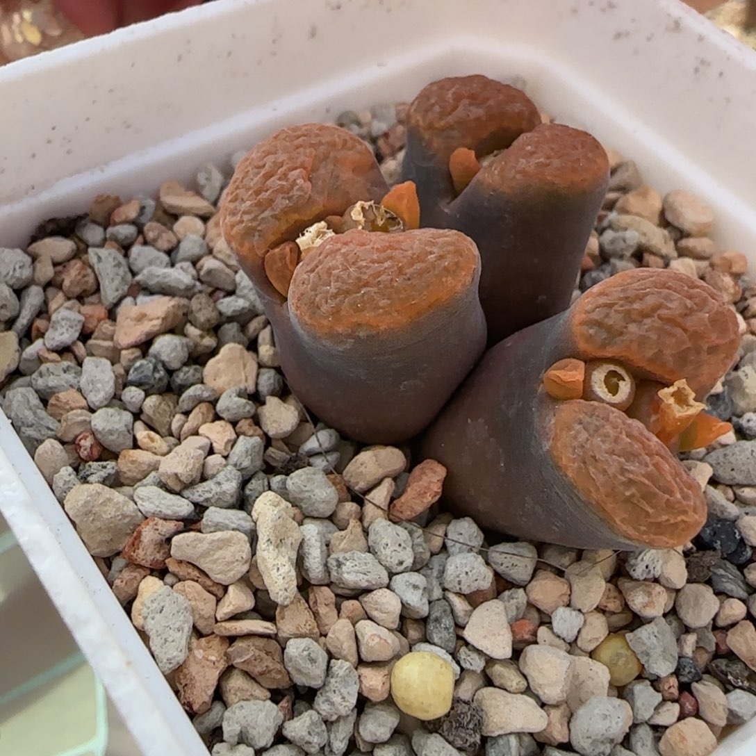 b***u多肉植物大风192号