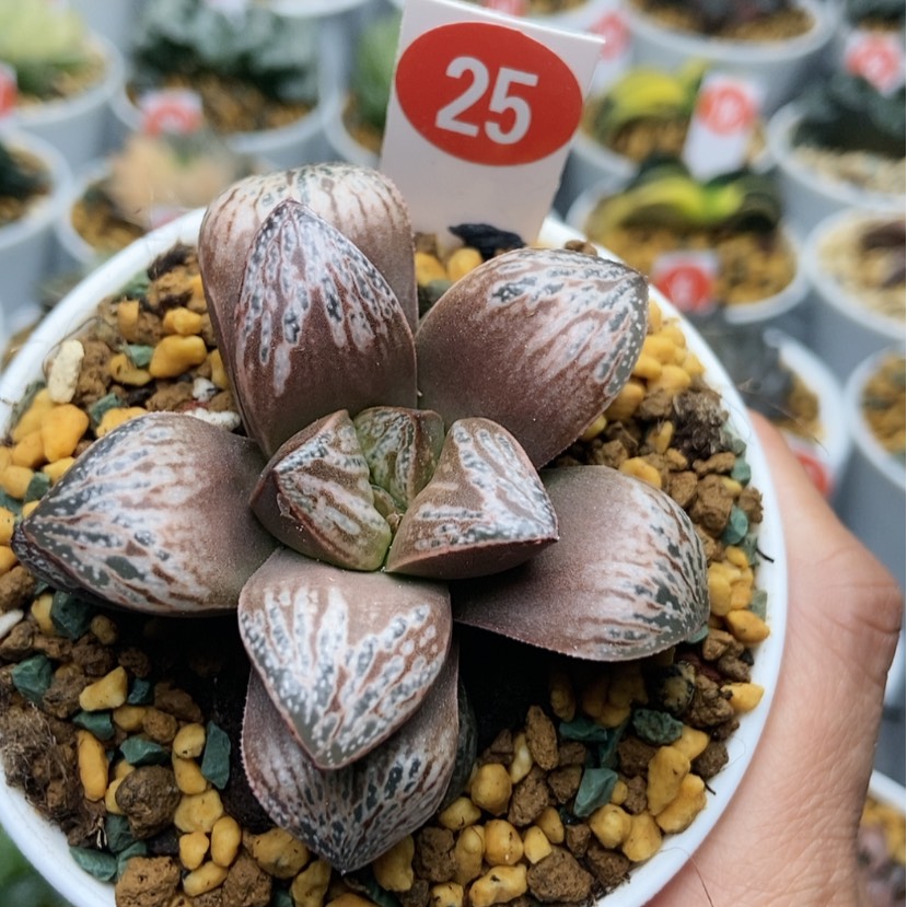 【闪购商品】25印加玫瑰