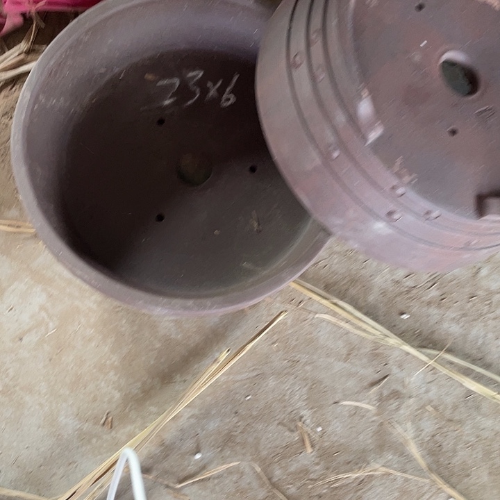 小***材紫泥原骨钉两只福利