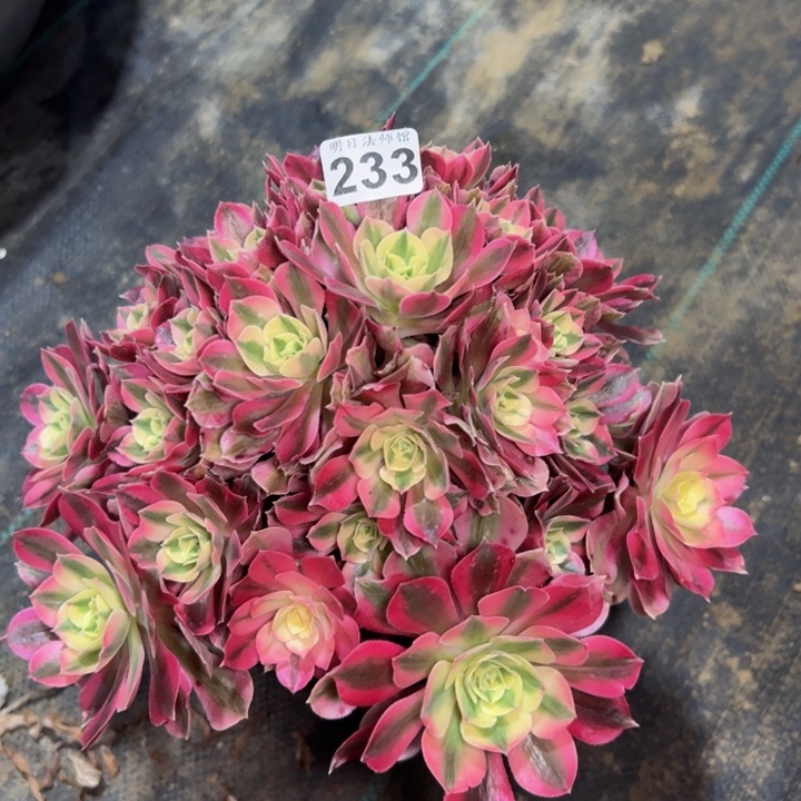 粉女巫233多肉法师一物一拍