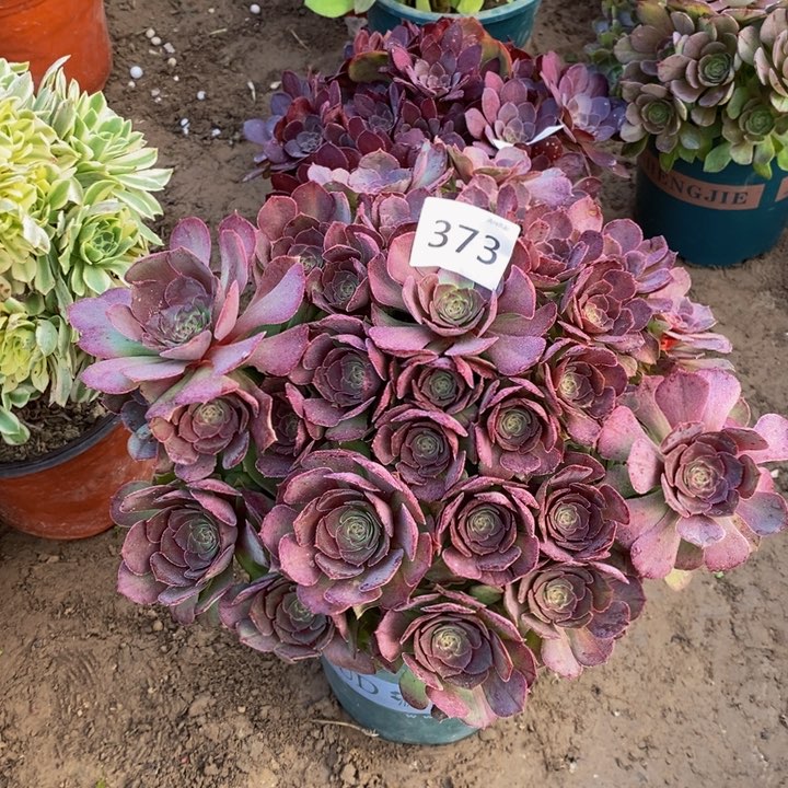 373万圣节大绣球多肉