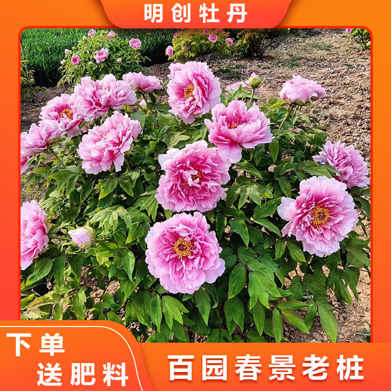 【百园春景】粉色系重瓣大花老桩牡丹春季开花庭院种植