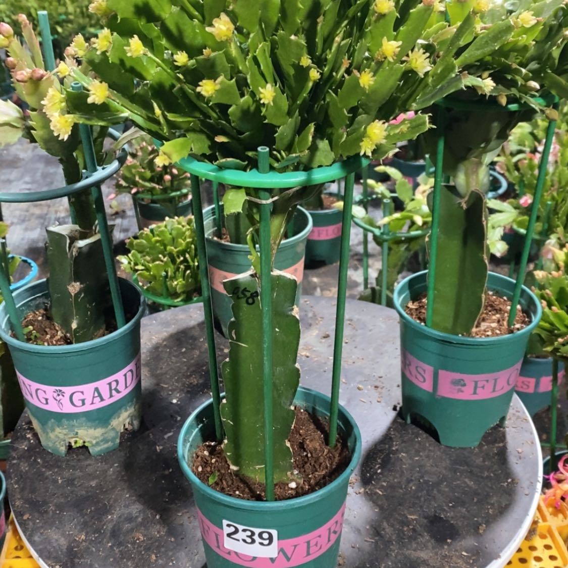 【闪购商品】当前无花朵，栽培后可花朵用****5239嫁接058