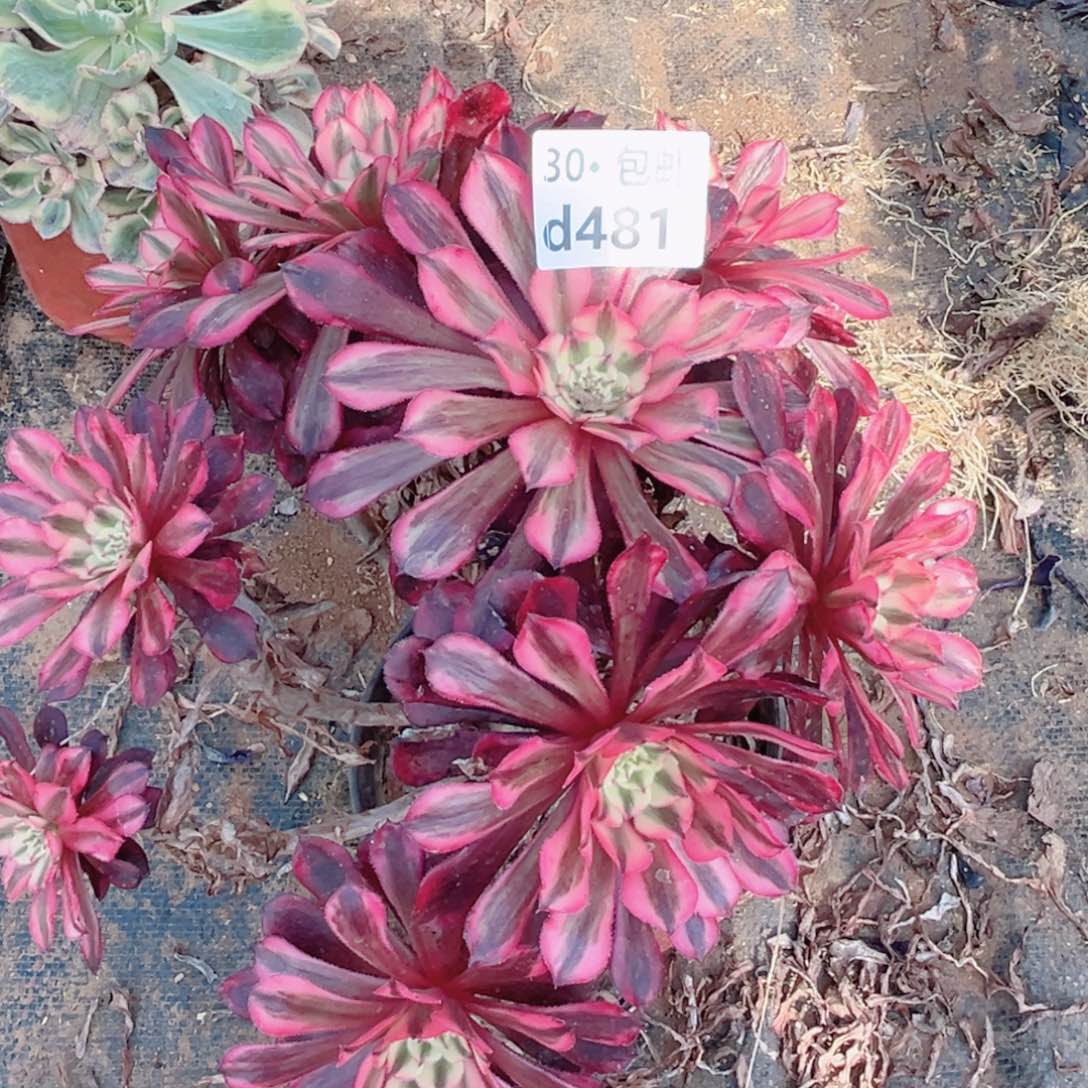 481处理 多肉法师