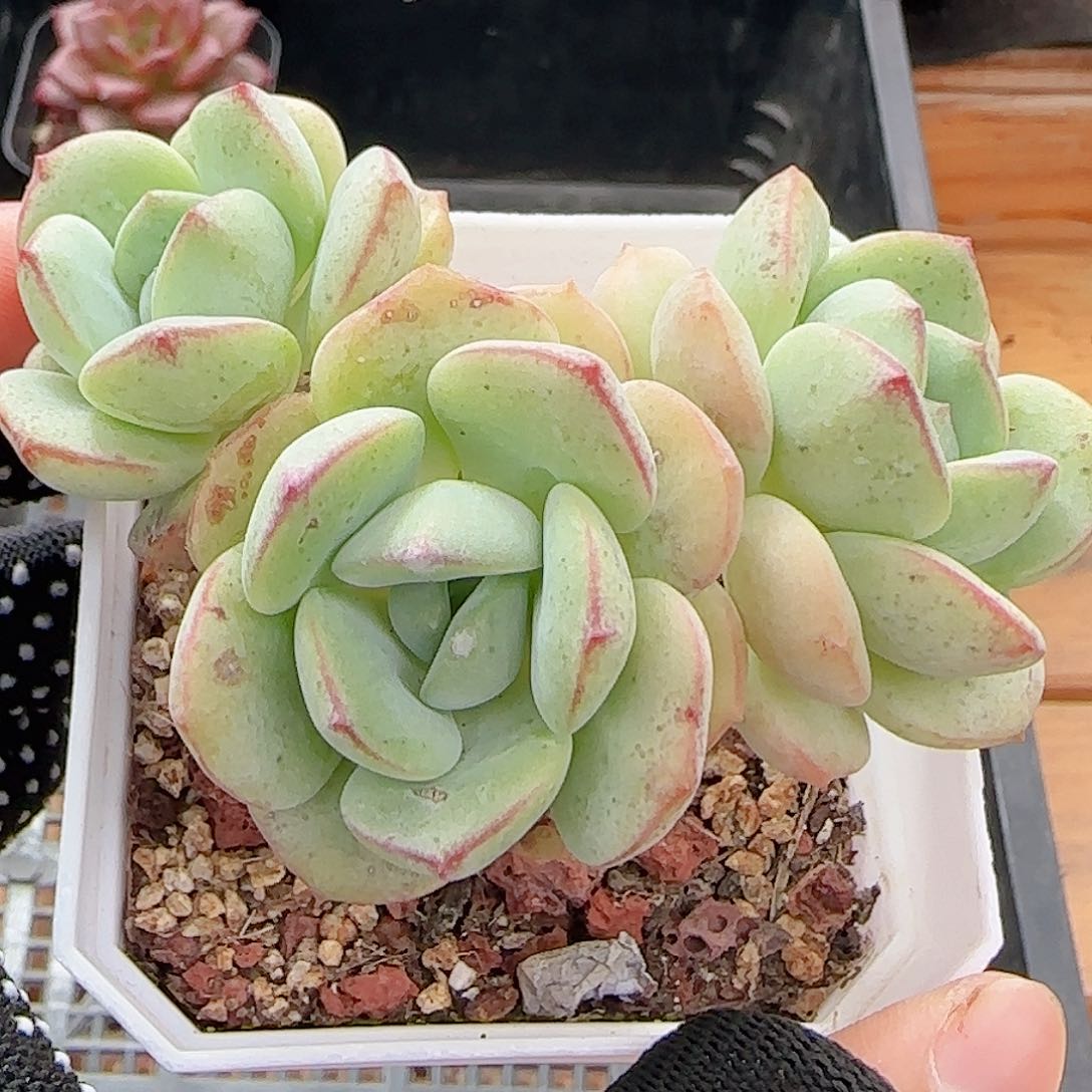 多肉0626-194香草小老桩