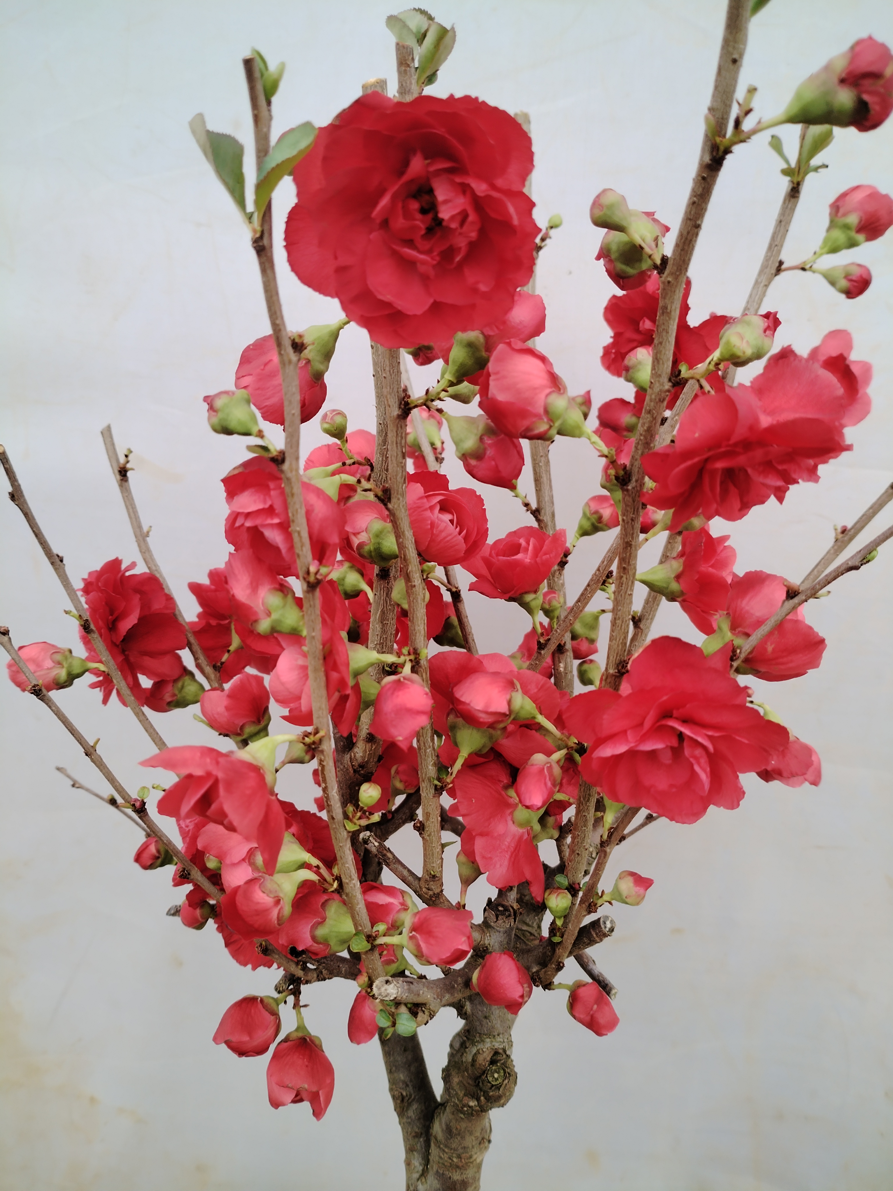 （黑牡丹）深红色大花海棠花