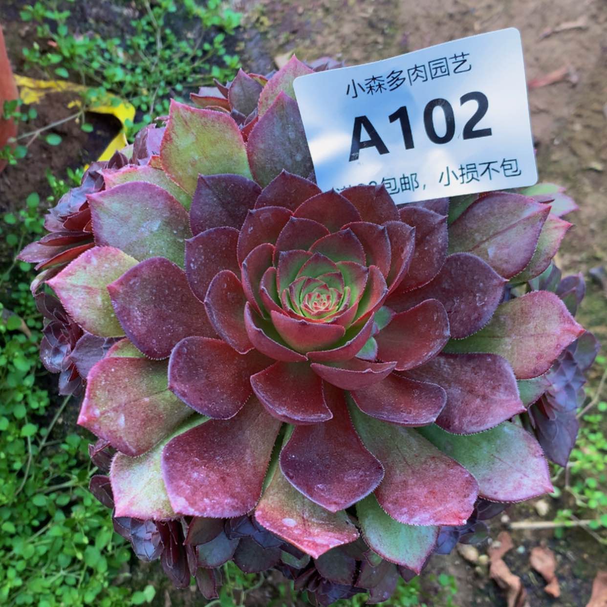 【闪购商品】惠*102桃花石多肉