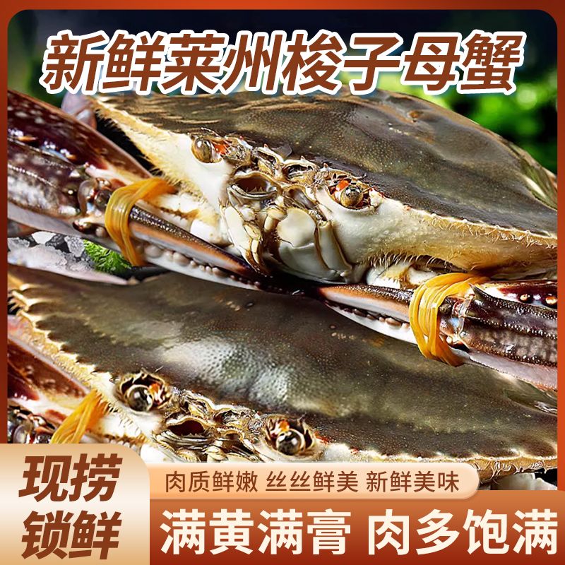 莱州湾梭子蟹螃蟹，顶盖肥母蟹单只3两，鲜活发货【保鲜不保活】斤