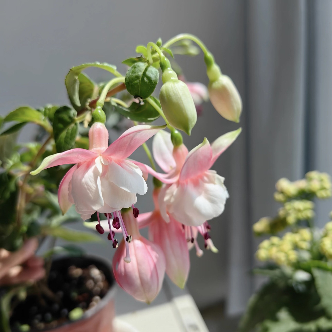 【彩云棒棒糖】 大花重瓣倒挂金钟 庭院阳台易养护 花期长花量大