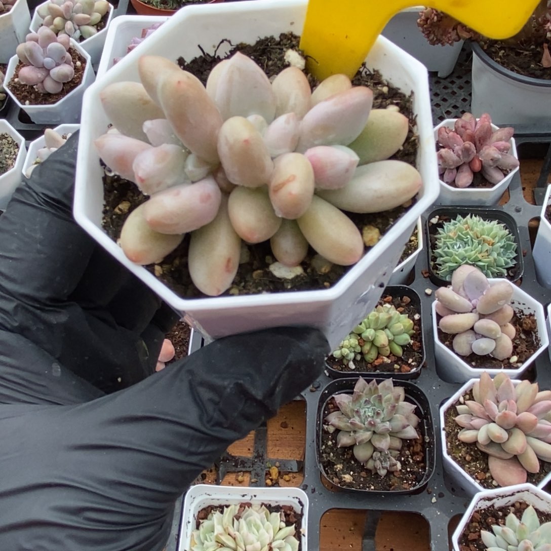 714原始虞美人多肉植物