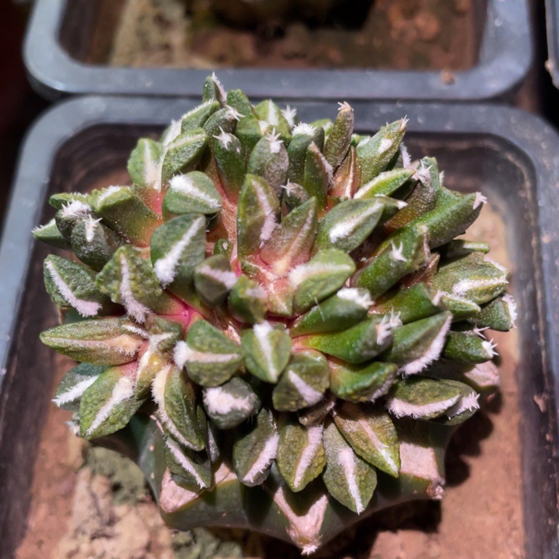 手捧花黑牡丹锦群体 仙人球