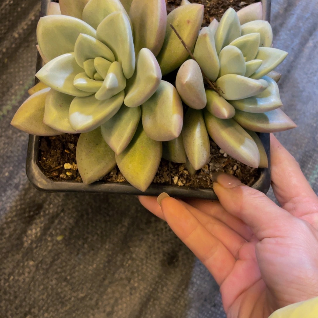 T**G赫本发货1111111