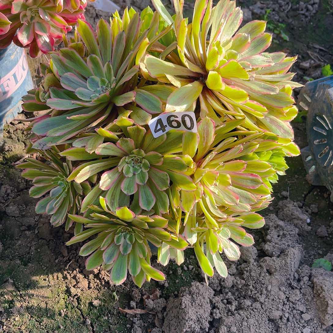 法师法师15/-20包邮