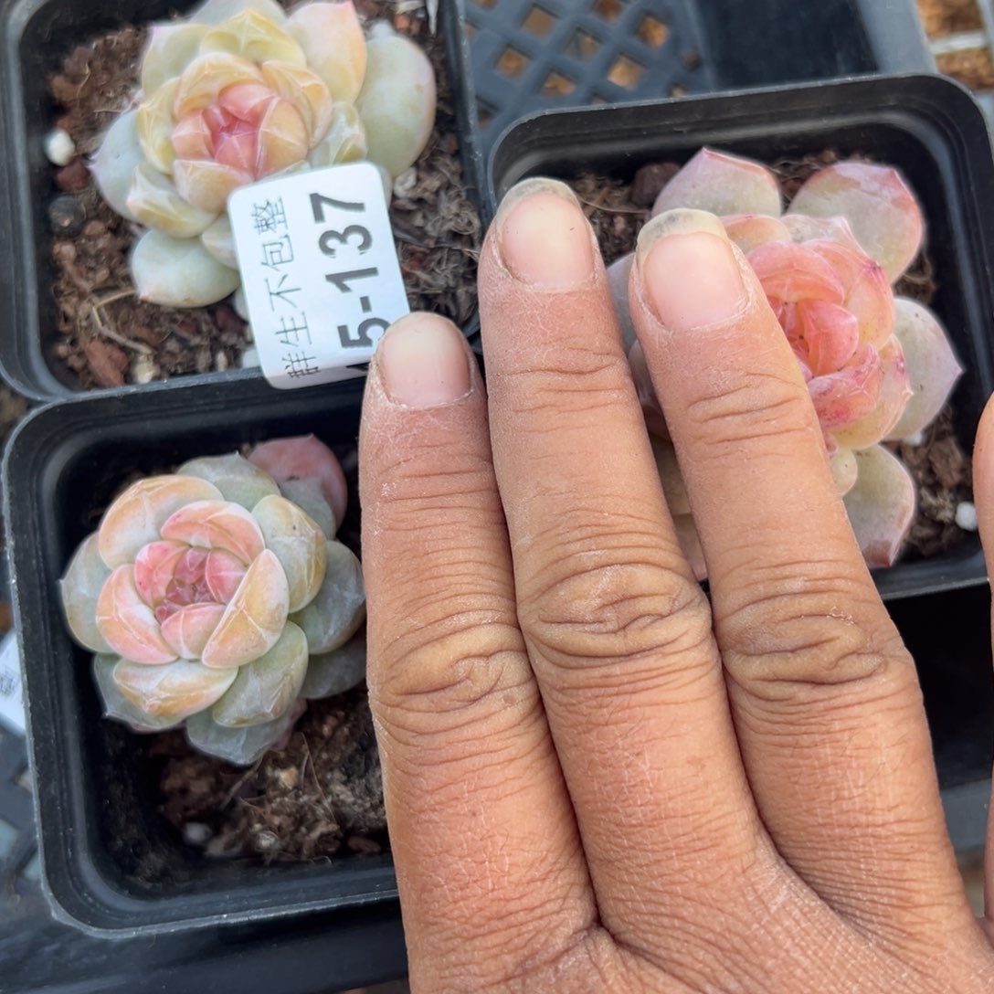 鹿*秋小卡拉米糖心一物一拍15-137