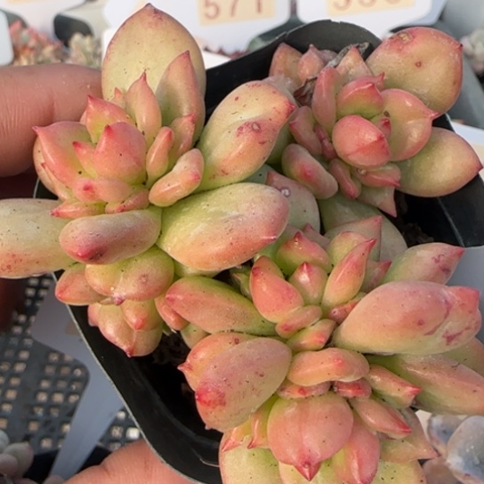 546苹果花一物一拍多肉