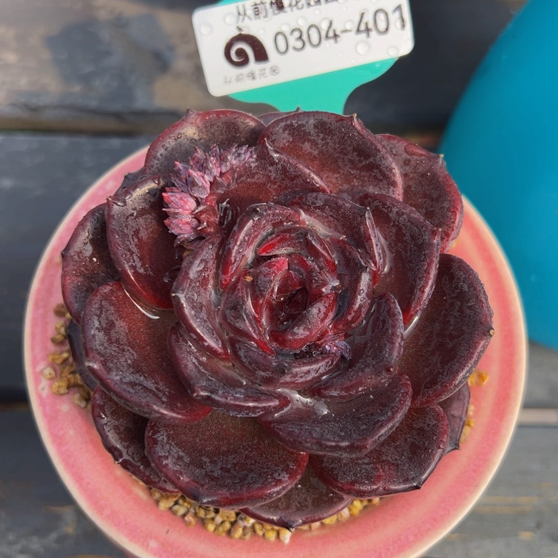 从前慢多肉精选编号0304.401