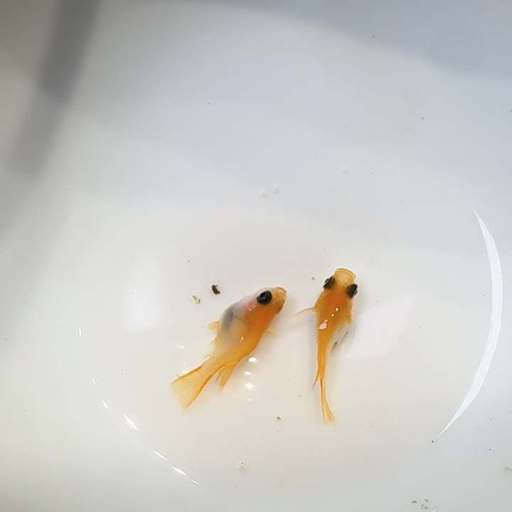 青鳉鱼16号拍品红球球