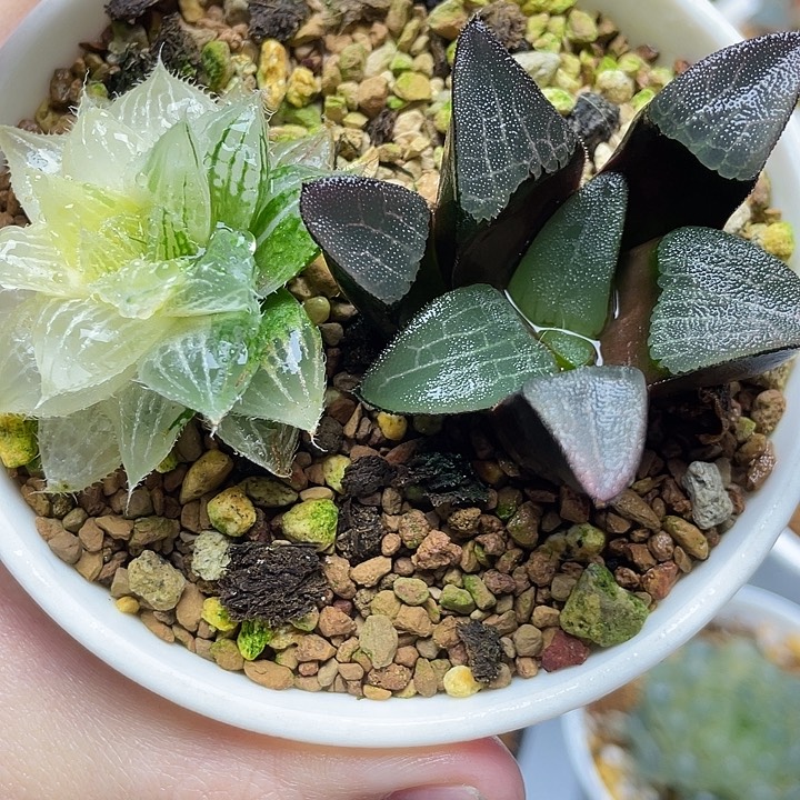 11  玉露锦➕实生克十二卷多肉