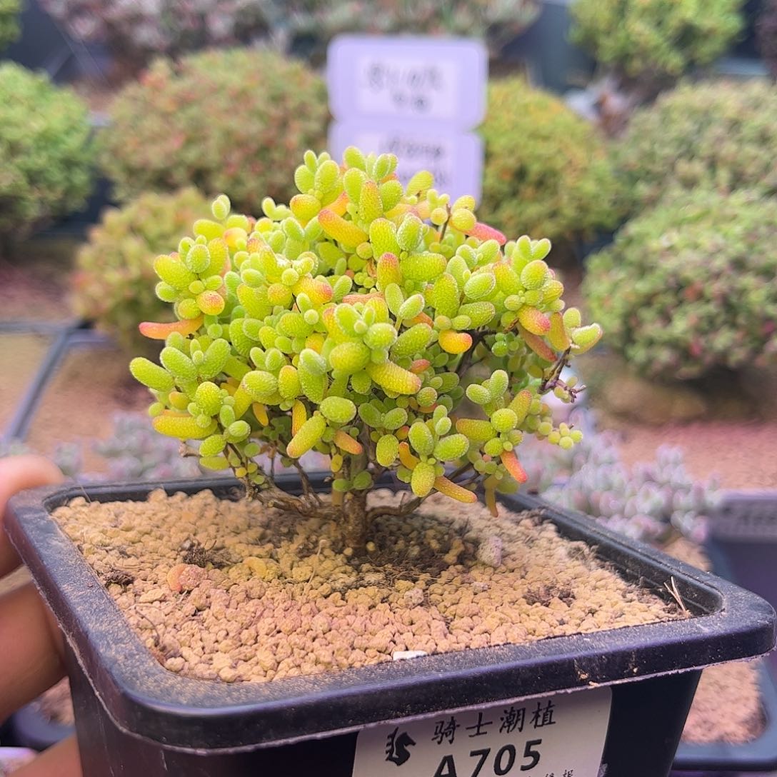 705蜜橘糖球枝干番杏