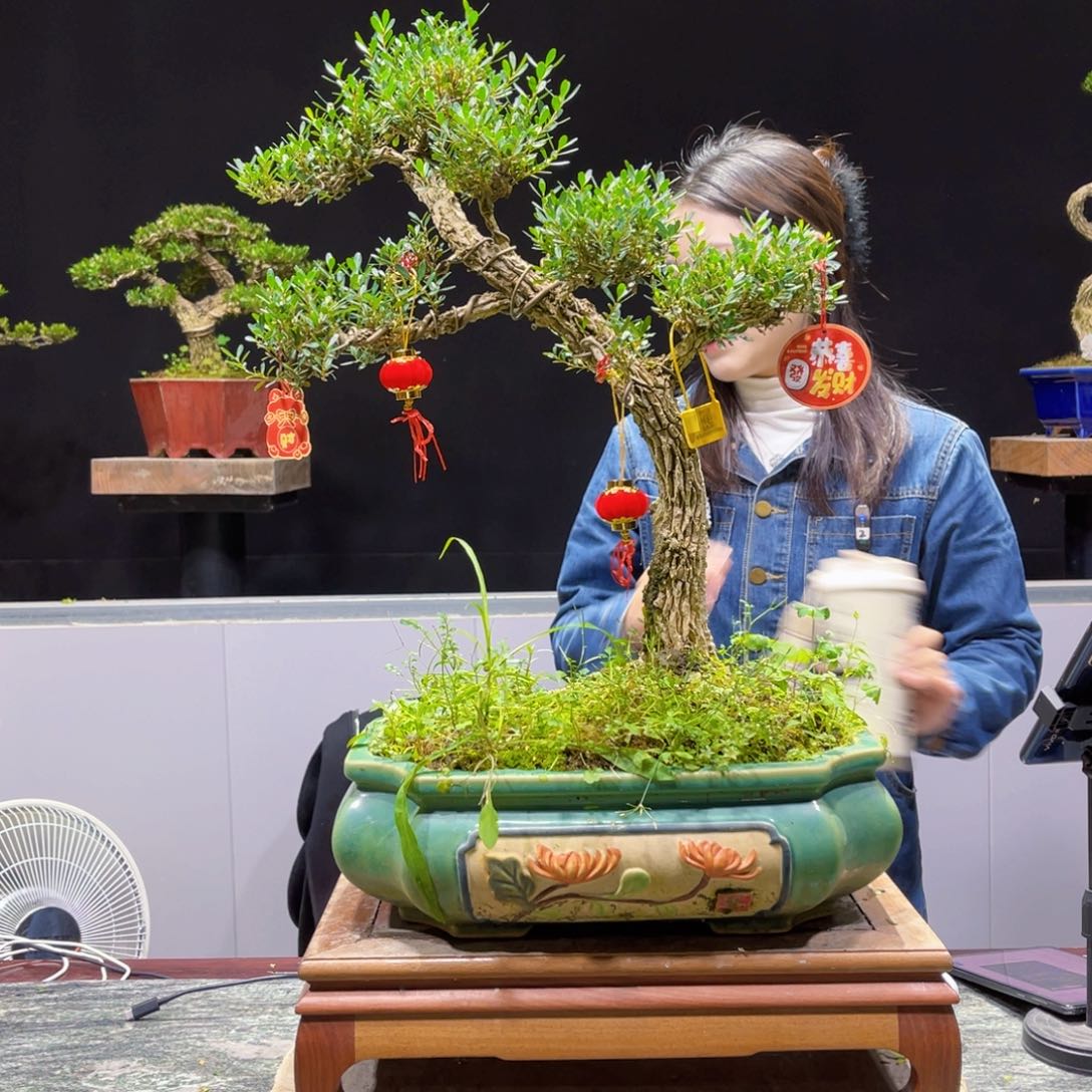 四季常青老桩黄杨盆景