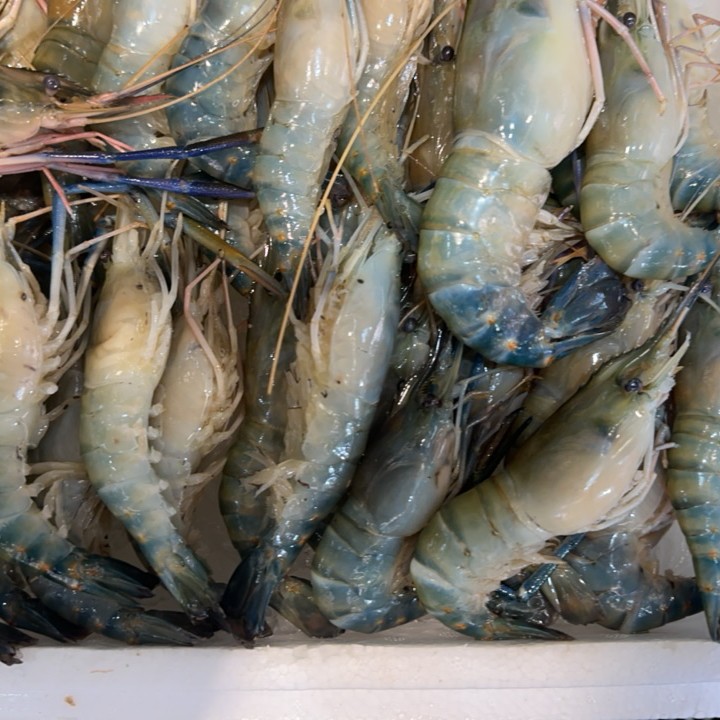 冰鲜罗氏虾500克一斤