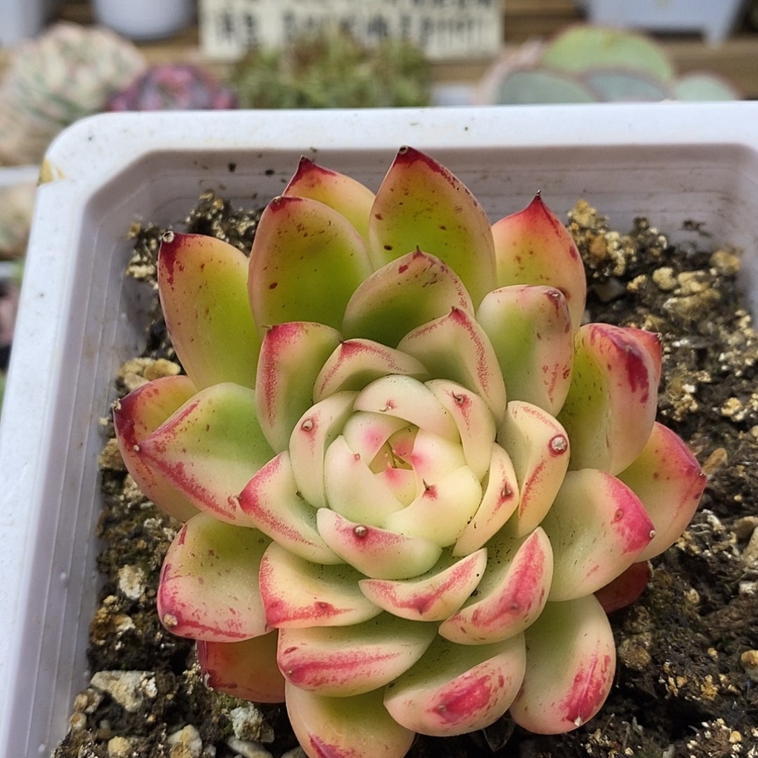 0266 卡利斯托覆轮锦 需延时发货