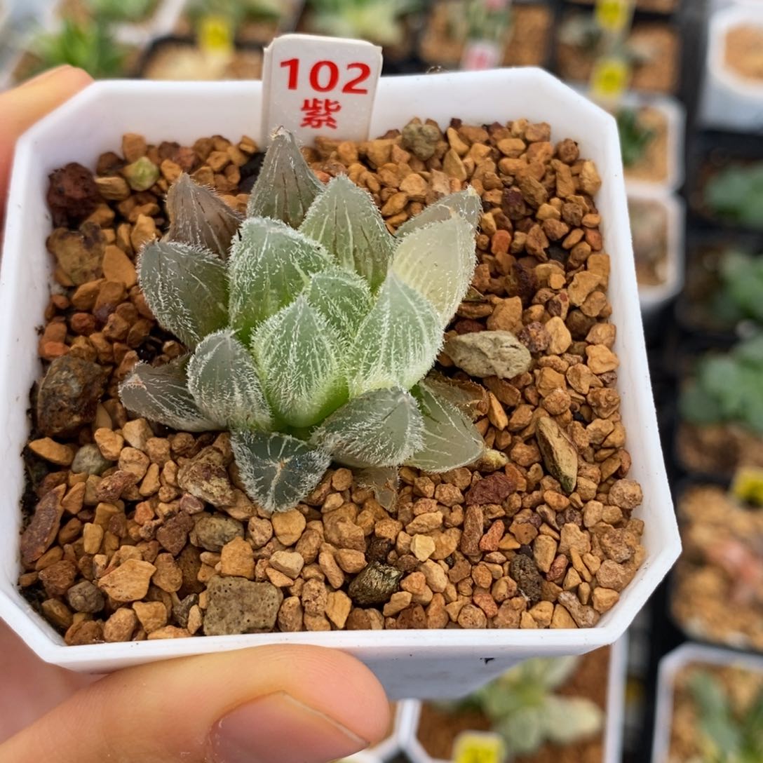 102毛玉露多肉植物组合