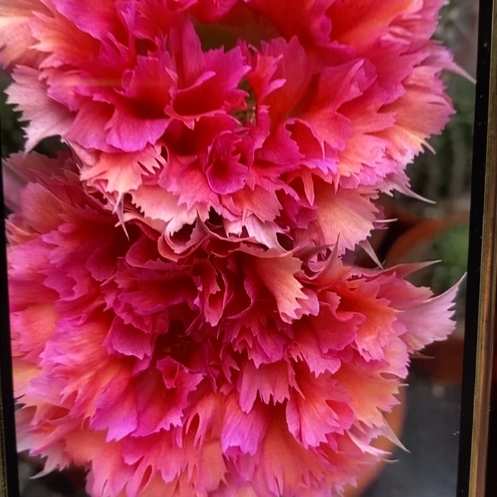 彩草羽毛2号侧芽3公分左右