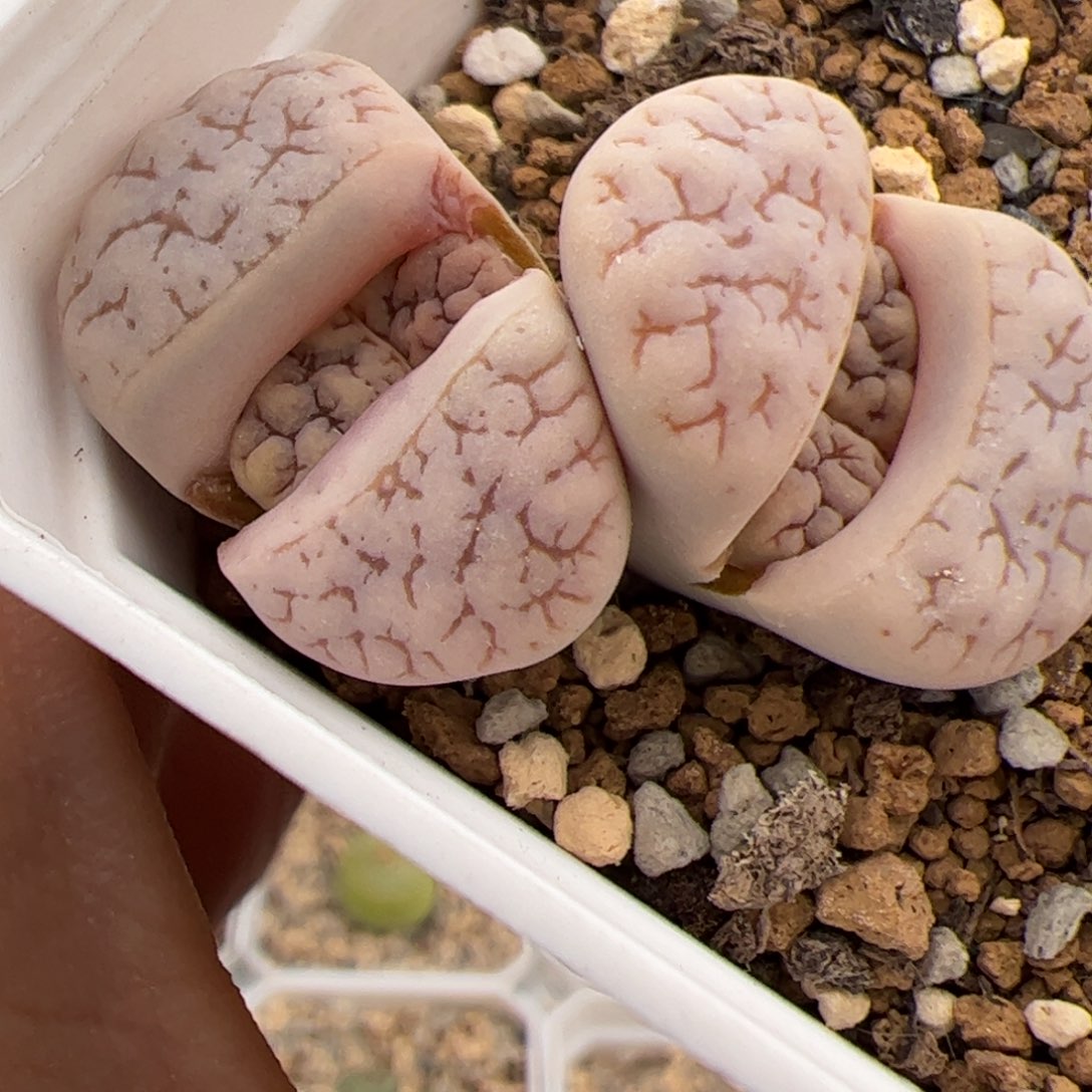 荒 多肉植物多肉植物