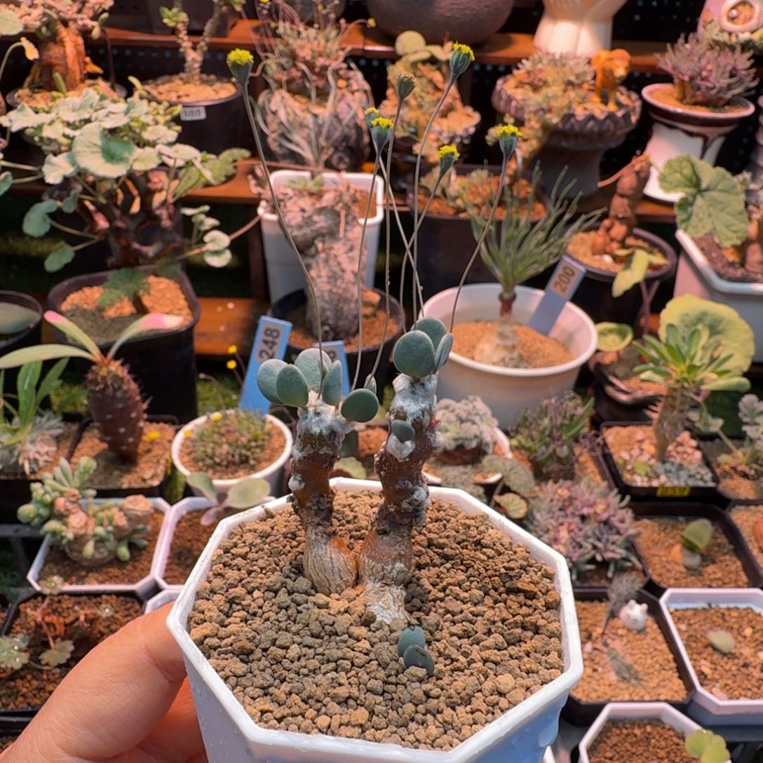 恩特美257 仙人掌