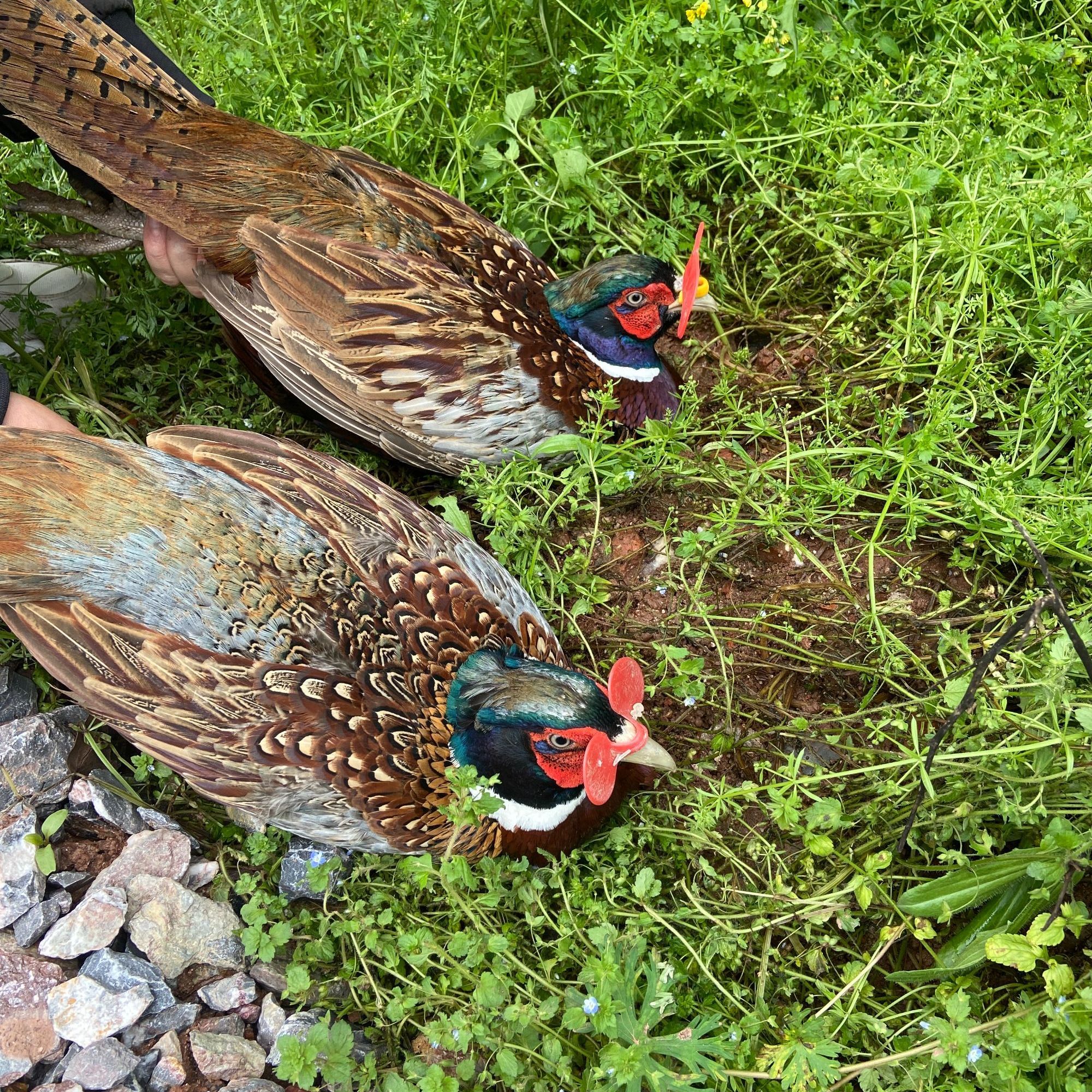 （小仙女）正宗成年七彩山鸡人工散养观赏鸡肉质鲜美 京东包邮