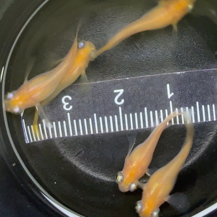 青鳉鱼出目36号青鳉