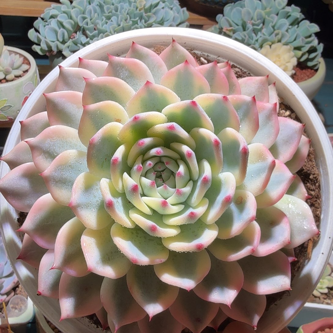 吉娃娃锦，多肉植物