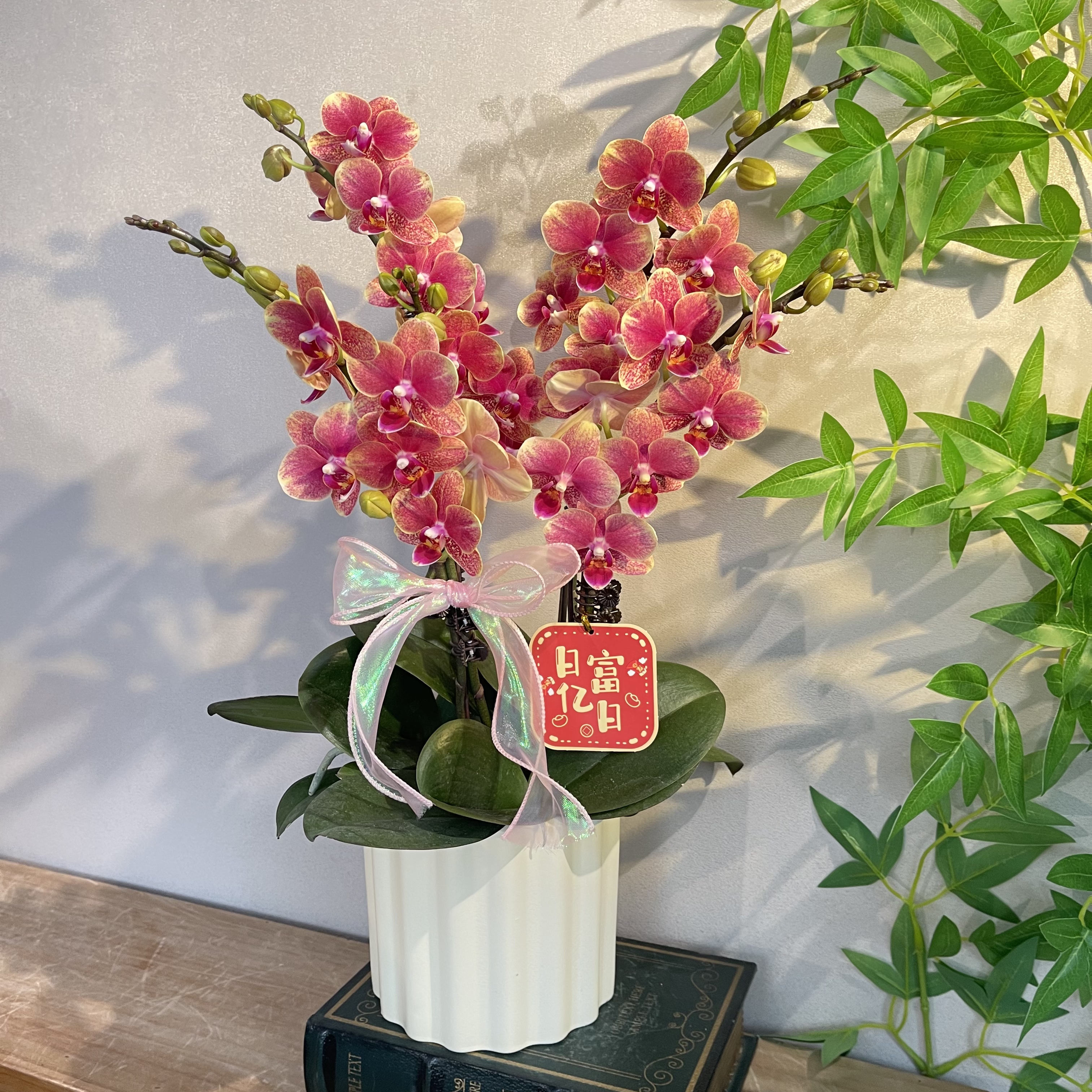 蝴蝶兰《金蝶》25年爆款红色渐变系列 好养耐养带花带花苞 基地直发