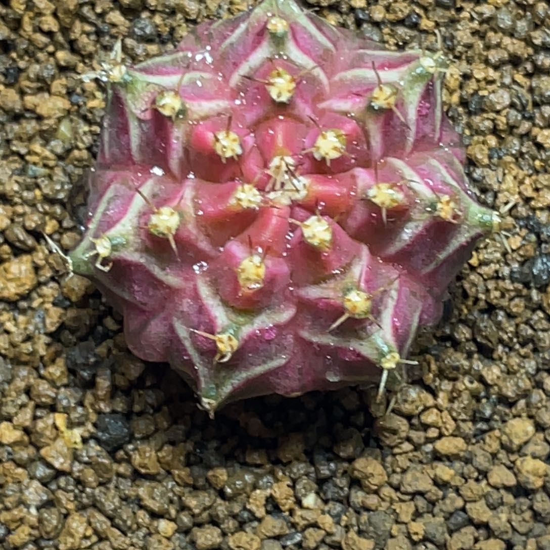 当前无花朵，栽培后可花朵梦想紫粉轮回