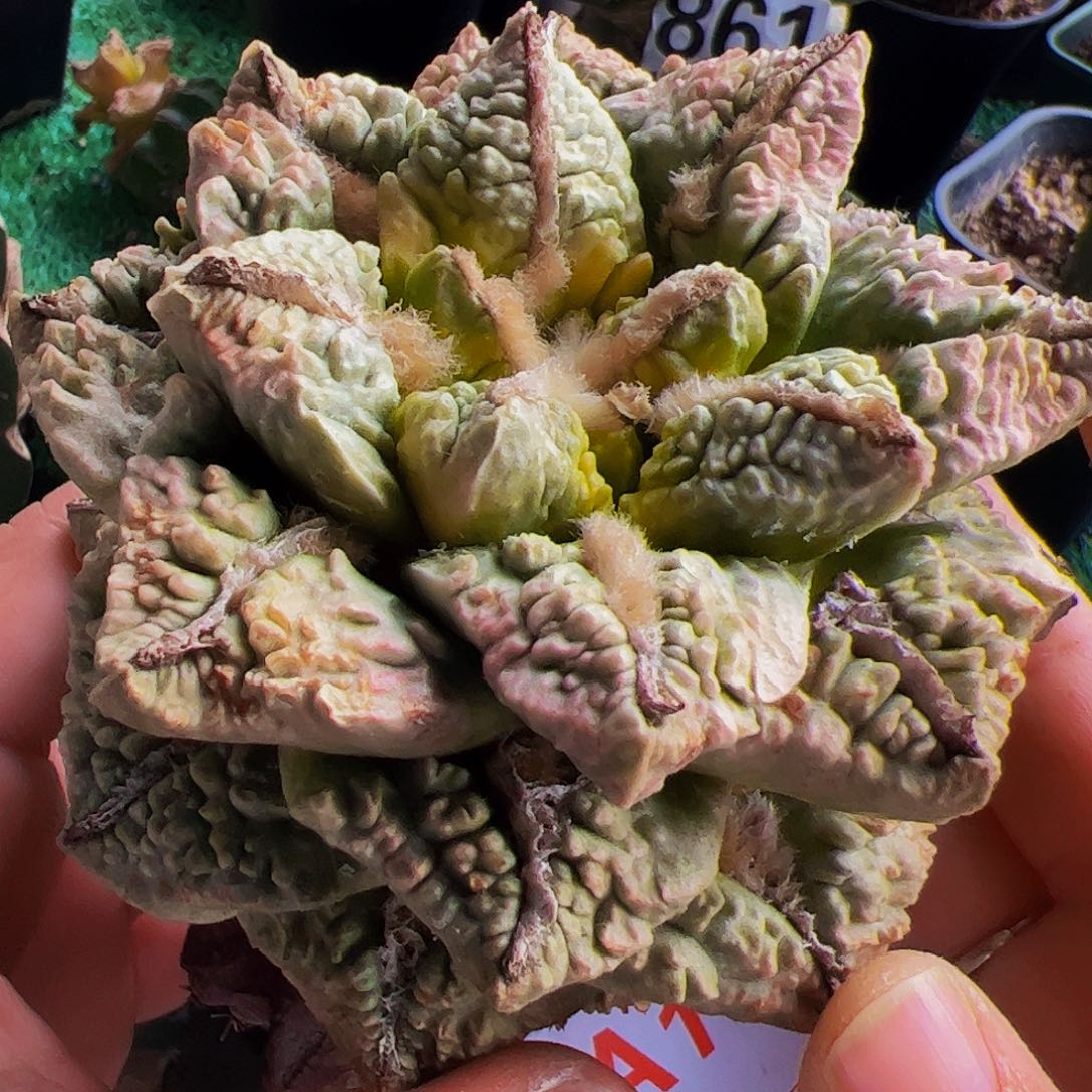 龟甲牡丹锦仙人球176