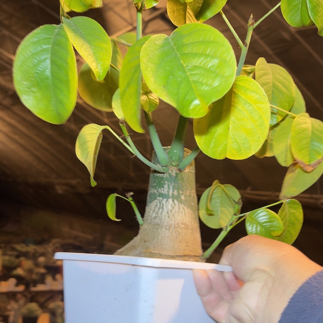 龟甲木棉大老桩一物一拍