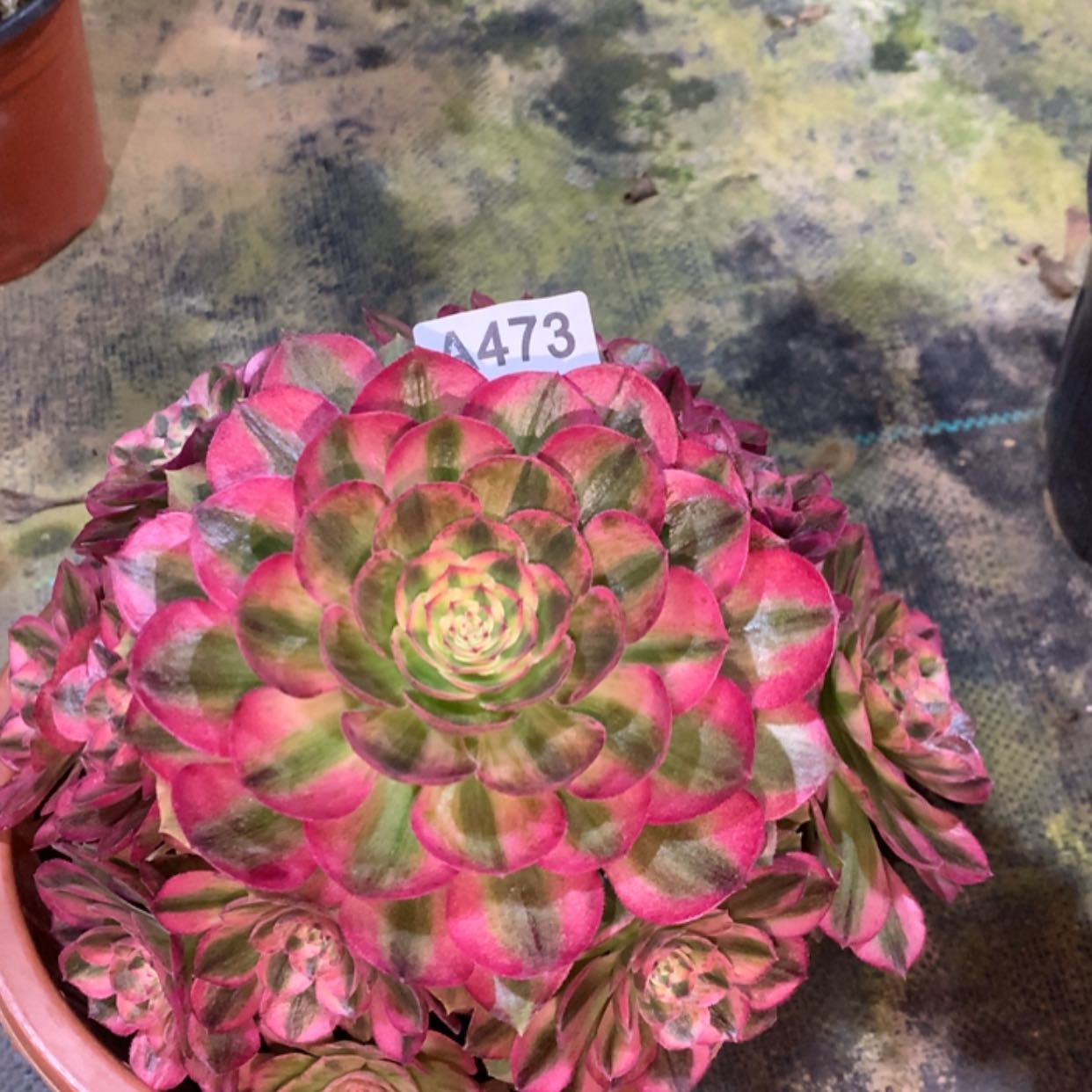 【闪购商品】473万白