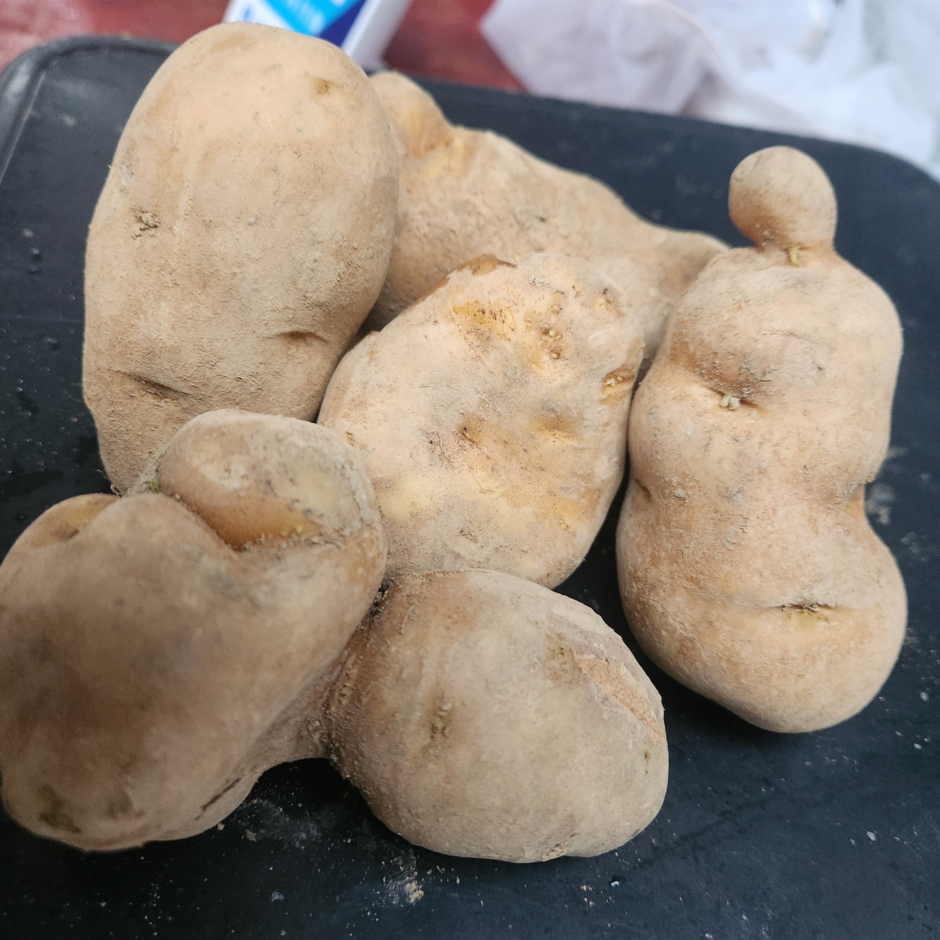 鹤峰马尔科土豆(老品种）