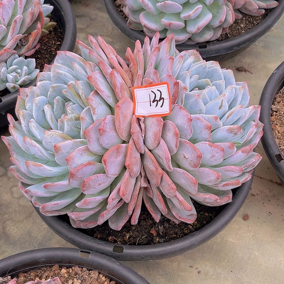 ㉿***K哥998989899999999