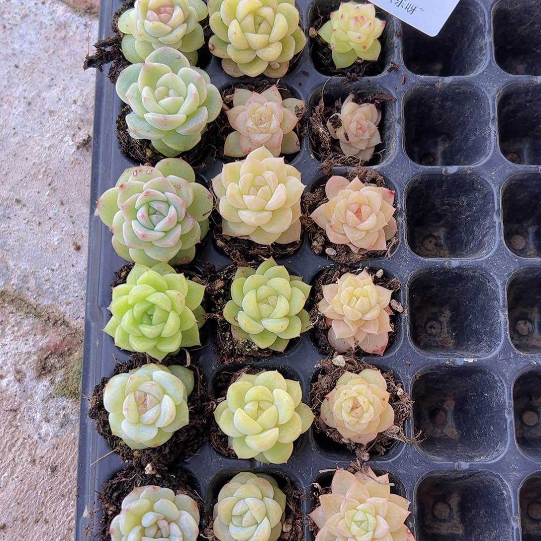 直播福利一物一拍109