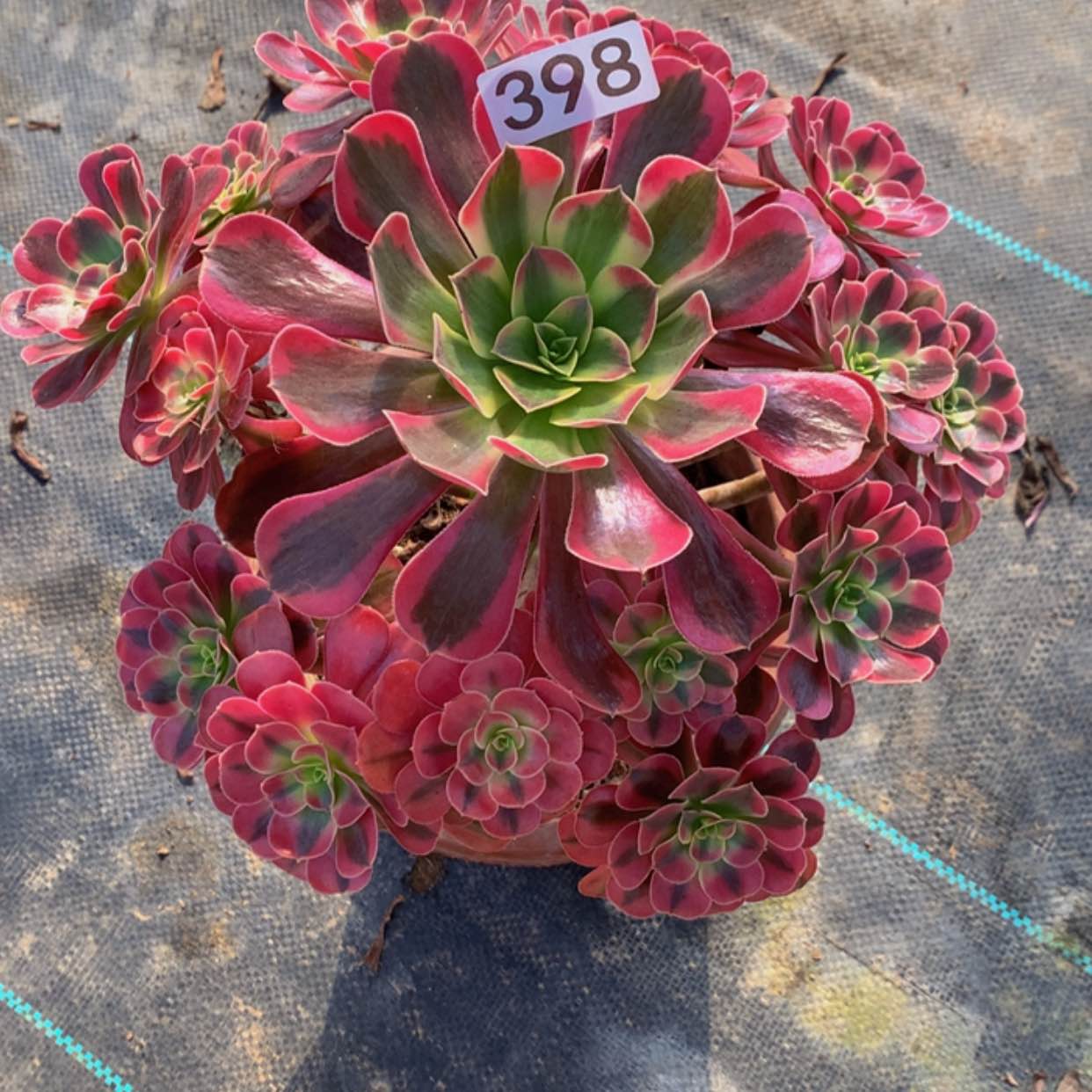 【闪购商品】398美杜莎