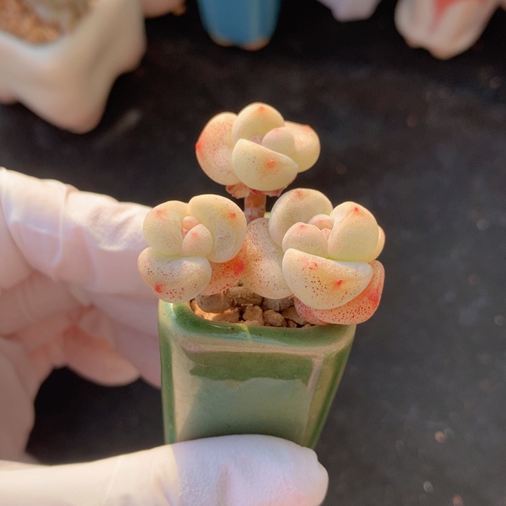 大***耳果冻冰玉 3头 木质