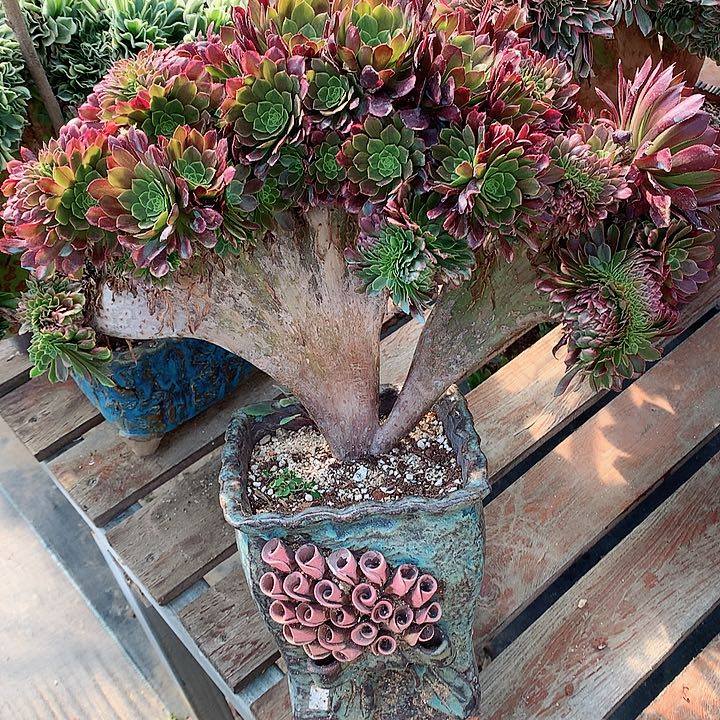 嘉年华朵朵脱土发货