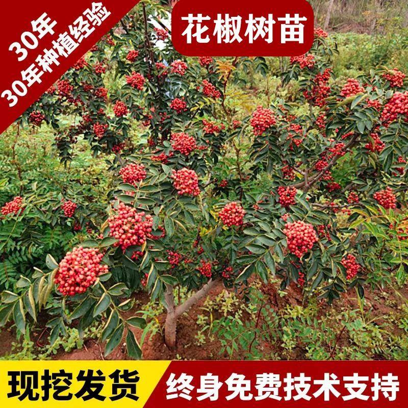 正宗大红袍花椒苗树青花椒树苗花椒苗子小南方北方种植花椒大果树