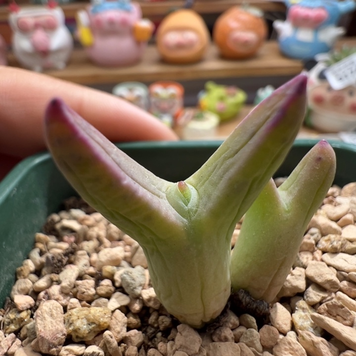 181。0136皮卡丘。超长耳