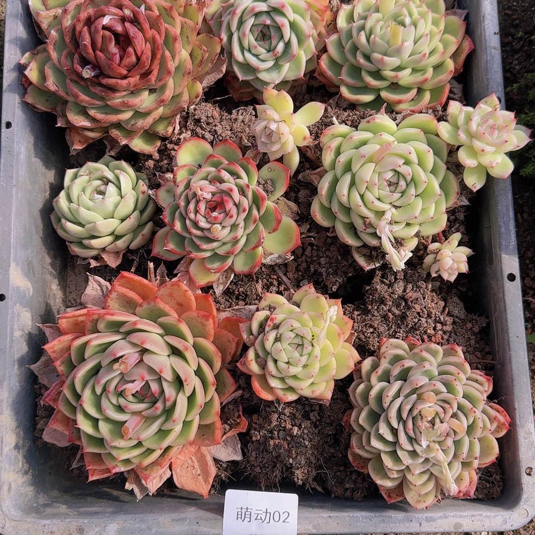 直播一物一拍多肉02