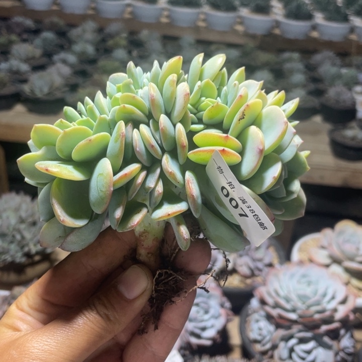 007白凤缀化高腿专拍