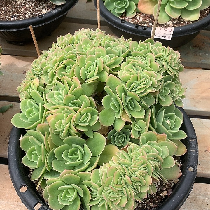 星娜塔缀化 全场8折 需要延迟发货 