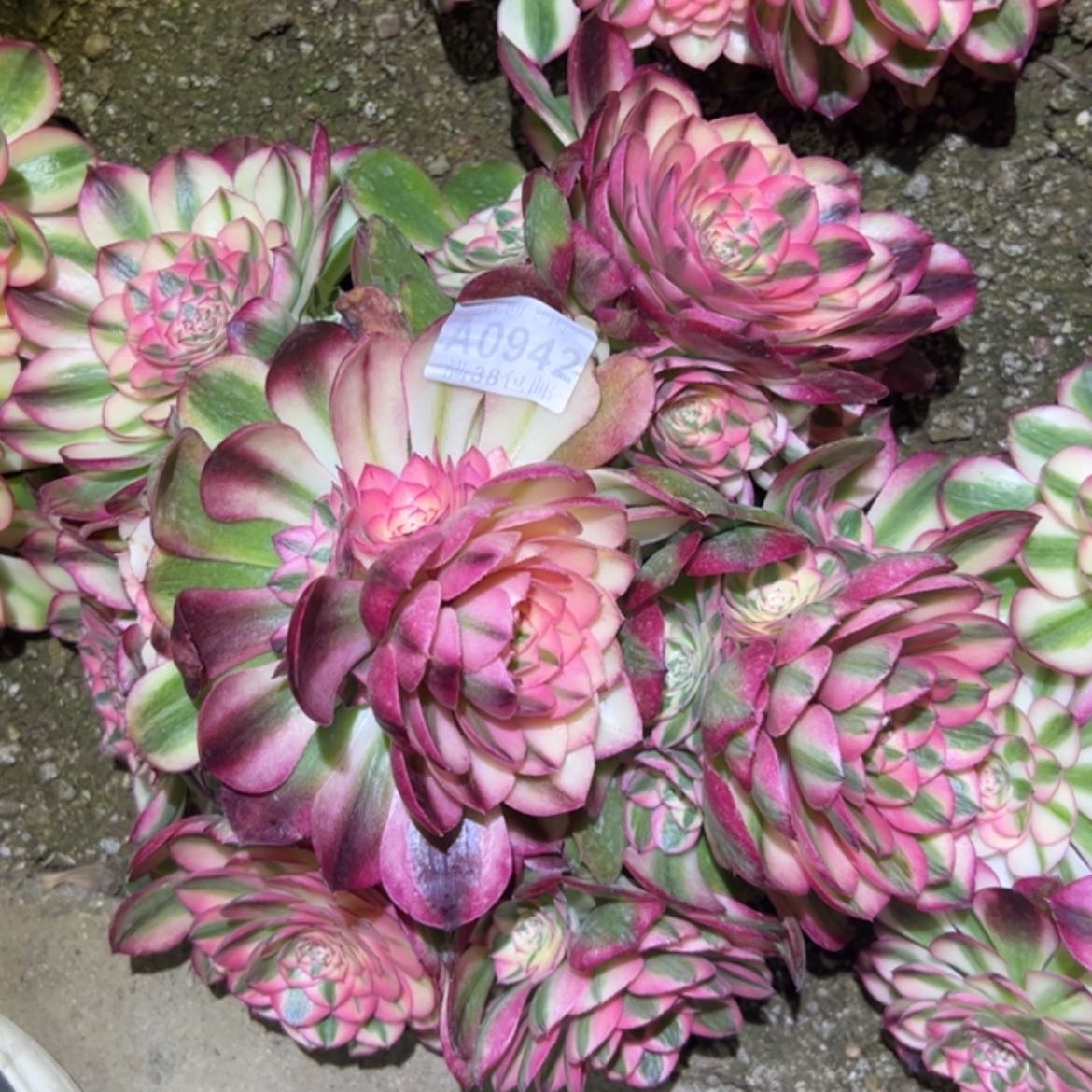 【闪购商品】东**姐942荔枝多肉